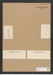 Nitzschia parvula W. Sm. (de-Toni-Nr.: Genus 47, Species 2046) Zeichnungen Sammlung Grunow Nr. 4044 (NHMW-BOT-W0371867)